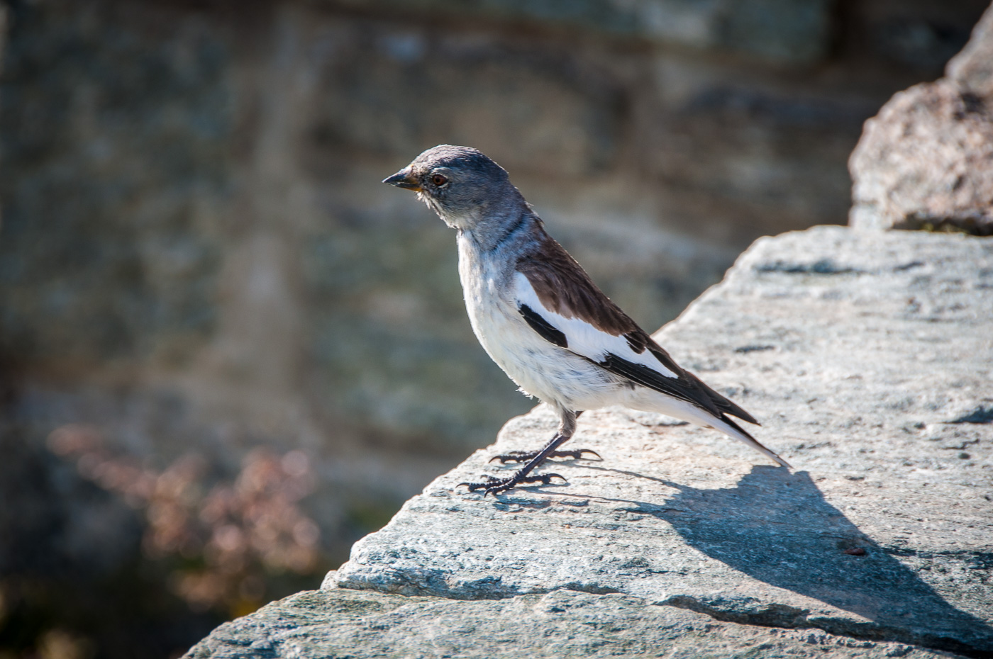  Snowfinch 